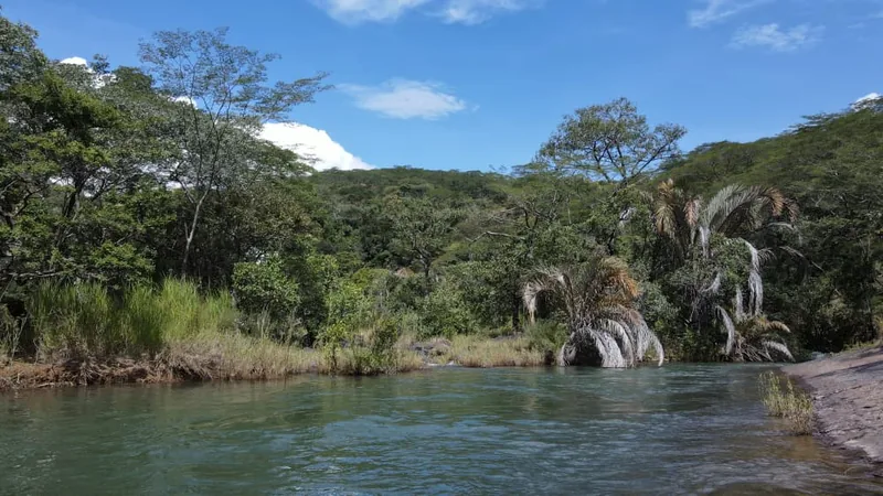 A quiet river bend with wild palms at Mpanga-Kipengere Game Reserve