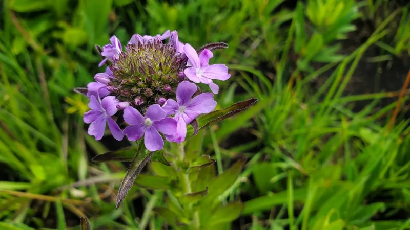 A wild highland flower in bloom at Mpanga-Kipengere Game Reserve