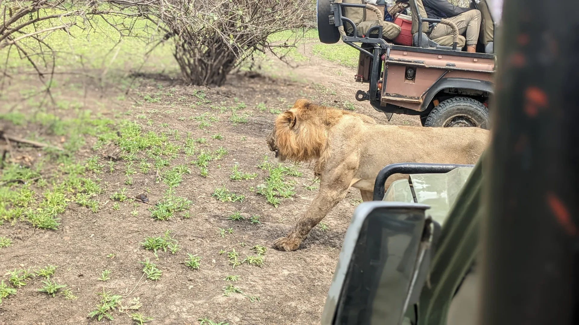 Nyerere Fly-In Overnight Safari from Zanzibar — One mainland night, an evening and morning wildlife drive, then back to the island holiday.