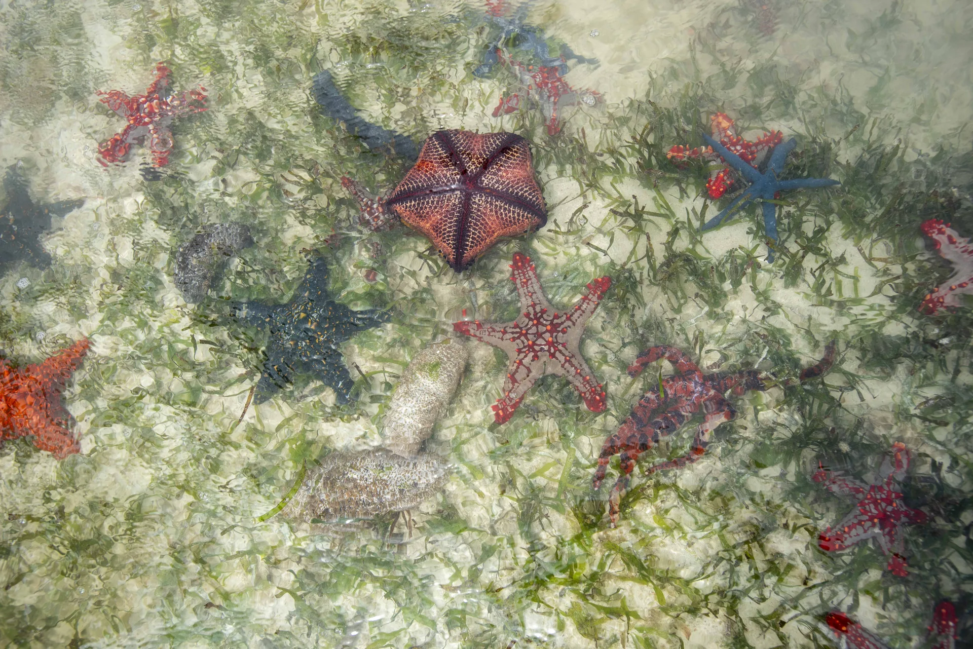 Red starfish scattered across a shallow Zanzibar reef flat